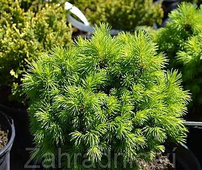 smrk - Picea glauca 'Alberta Globe'