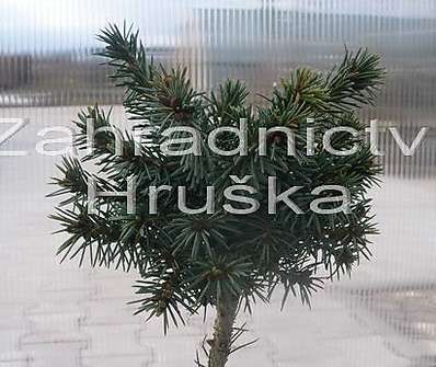 smrk - Picea omorika 'Ostrava'