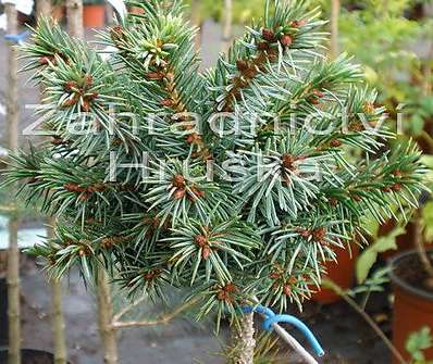smrk - Picea omorika 'Ostrava'