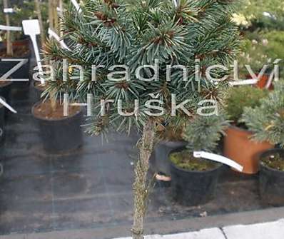smrk - Picea omorika 'Ostrava'