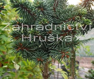 smrk - Picea abies 'Paleček' KM