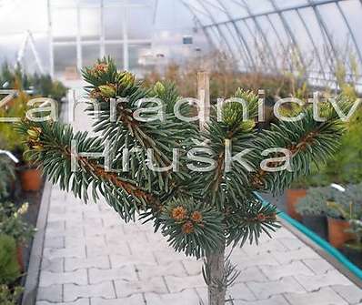 smrk - Picea abies 'Paleček' KM