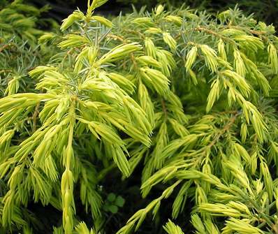 jalovec - Juniperus communis 'Depressa Aurea'