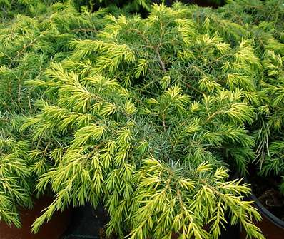 jalovec - Juniperus communis 'Depressa Aurea'