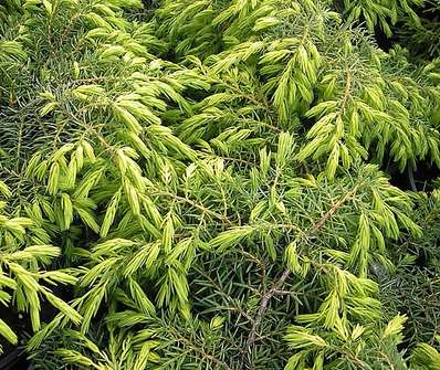 jalovec - Juniperus communis 'Depressa Aurea'