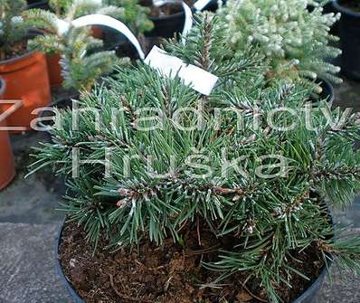 Borovice - Pinus uncinata 'Zelený bal'