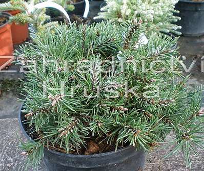 Borovice - Pinus uncinata 'Zelený bal'