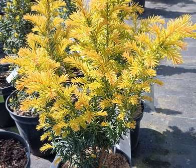 tis - Taxus baccata 'Jalako Sunrise'
