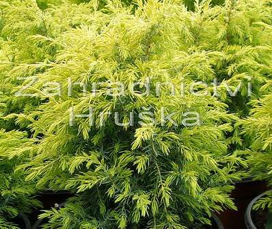 jalovec - Juniperus communis 'Gold Coine'