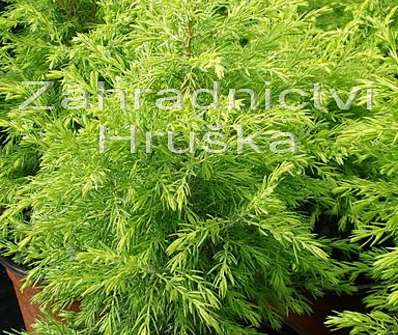 jalovec - Juniperus communis 'Gold Coine'