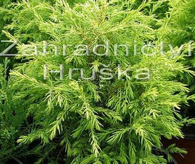 jalovec - Juniperus communis 'Gold Coine'