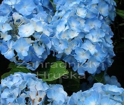 hortenzie - Hydrangea macrophyla modrá