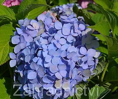 hortenzie - Hydrangea macrophyla modrá