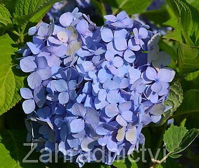 hortenzie - Hydrangea macrophyla modrá
