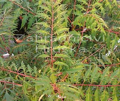 škumpa - Rhus typhina 'Disecta'