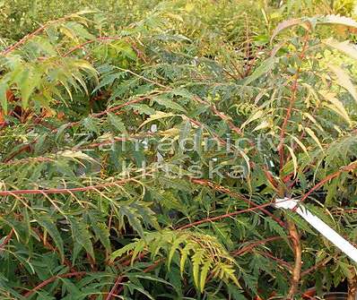 škumpa - Rhus typhina 'Disecta'
