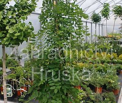 jerlín - Sophora japonica 'Pendula'.