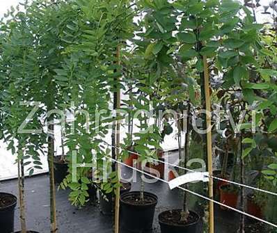 jerlín - Sophora japonica 'Pendula'.