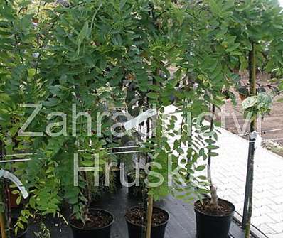 jerlín - Sophora japonica 'Pendula'.