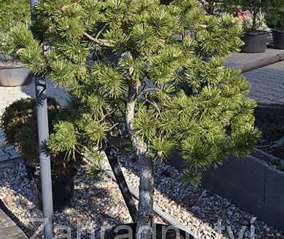 Borovice - Pinus nigra..