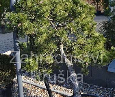 Borovice - Pinus nigra..