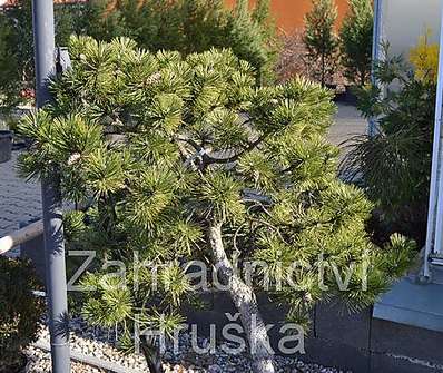 Borovice - Pinus nigra..