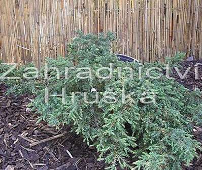jalovec - Juniperus communis 'Green Carpet'