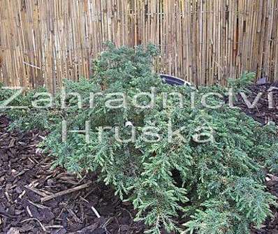 jalovec - Juniperus communis 'Green Carpet'
