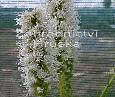 Liatris spicata Alba