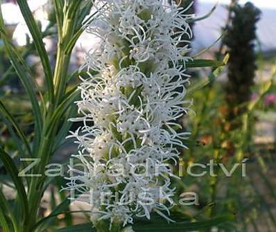 Liatris spicata Alba