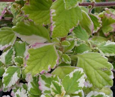 Plectrantus