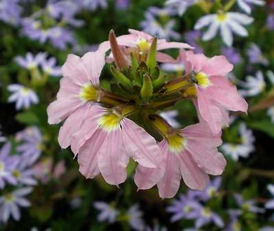 Scaevola