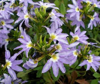 Scaevola