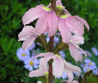 Scaevola