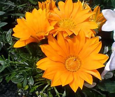 Gazania