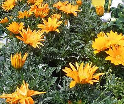 Gazania