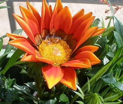 Gazania