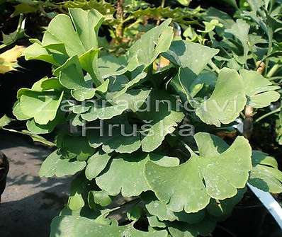 jinan - Ginkgo biloba 'Mariken'...