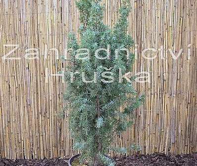 jalovec - Juniperus communis 'Hibernica'