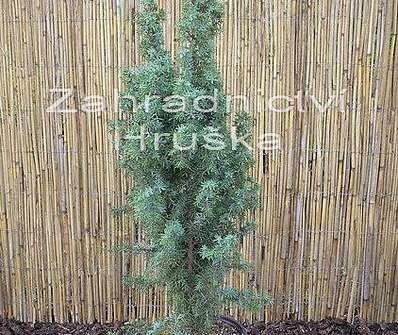 jalovec - Juniperus communis 'Hibernica'