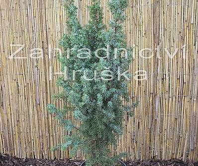 jalovec - Juniperus communis 'Hibernica'