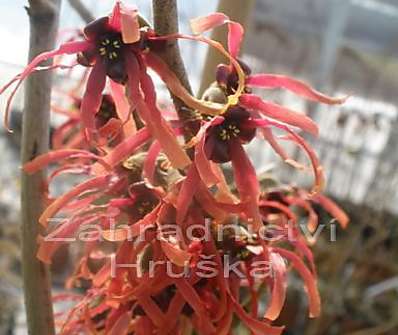 vilín - Hamamelis x intermedia 'Spanish Spider'