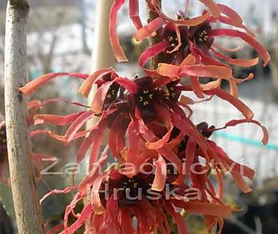 vilín - Hamamelis x intermedia 'Spanish Spider'