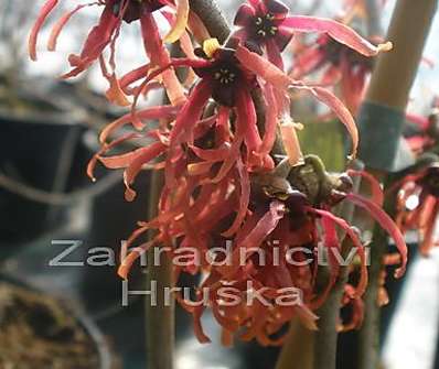 vilín - Hamamelis x intermedia 'Spanish Spider'