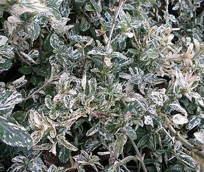 brslen - Euonymus fortunei 'Harlequin'.