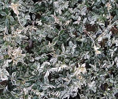 brslen - Euonymus fortunei 'Harlequin'.