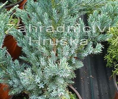 jalovec - Juniperus squamata 'Meyerii'