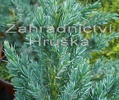 jalovec - Juniperus squamata 'Meyerii'