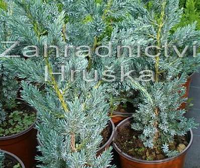 jalovec - Juniperus squamata 'Meyerii'