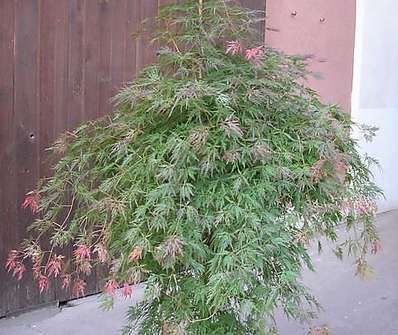 javor - Acer palmatum 'Orangeola'.